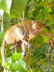 macaque.JPG (83KB)